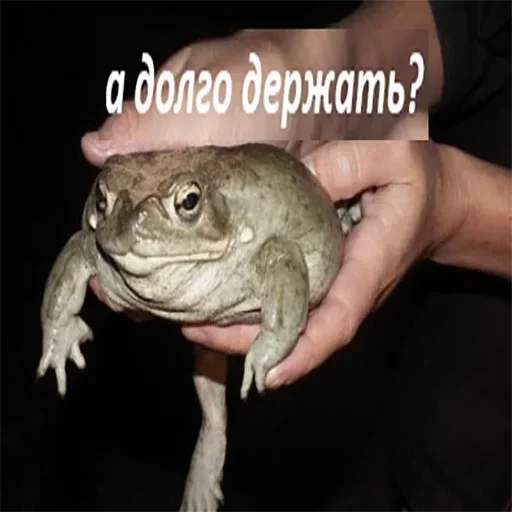 животное лягушка амфибия