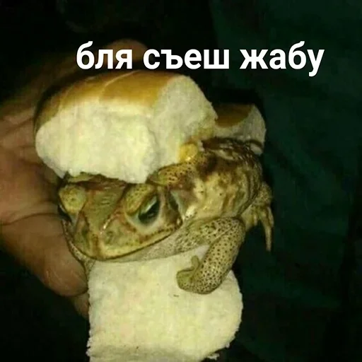 животное лягушка амфибия