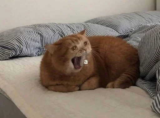 indoor mammal animal