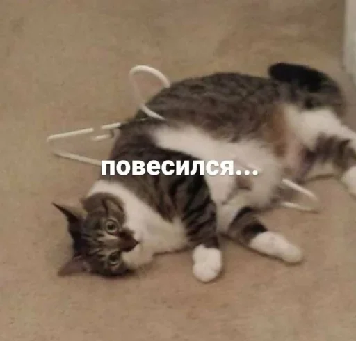 животное млекопитающее кошки малого и среднего размера