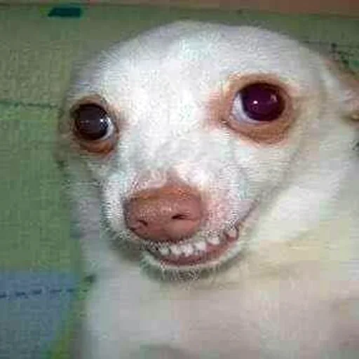 млекопитающее животное собака