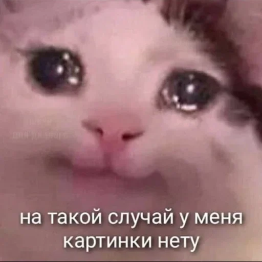 млекопитающее животное СМС