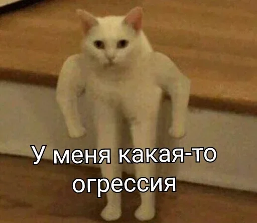 млекопитающее животное кошка