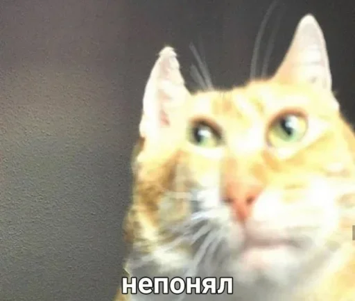 животное млекопитающее кошка