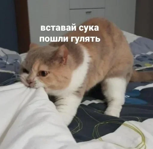 домашняя кошка млекопитающее животное