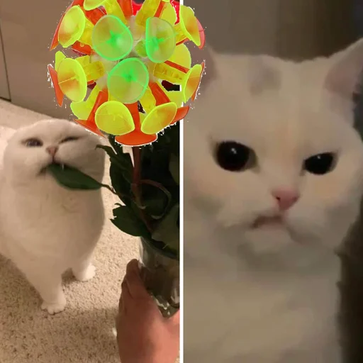 животное кошки малого и среднего размера комнатный