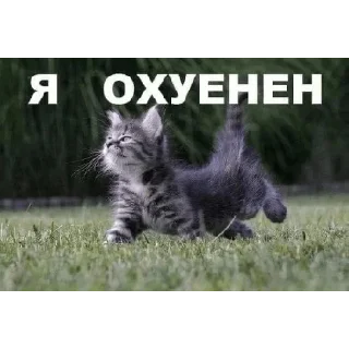 Стикер @sasatshegol - 0