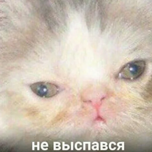 Sticker nadushkiny - 1