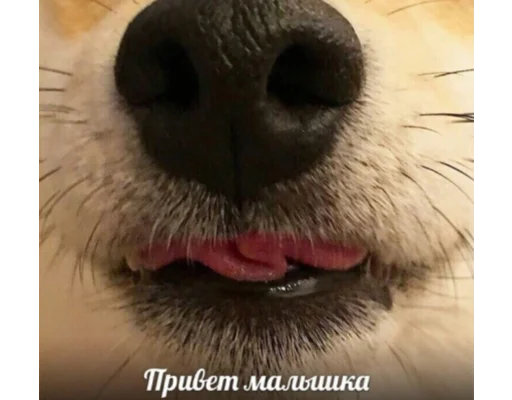 Sticker nadushkiny - 1