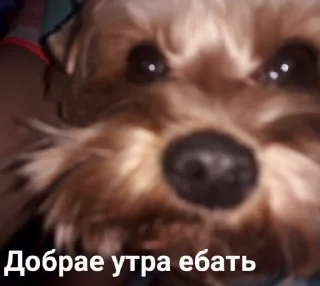 Sticker Наезды by @yunamo - 8