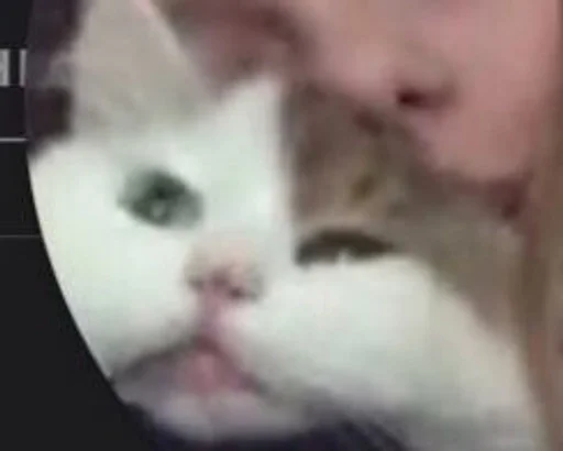 животное млекопитающее кошка