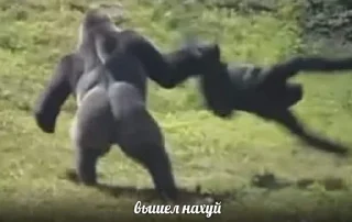 Sticker Шиза - 6