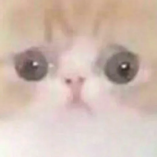 млекопитающее животное кошка