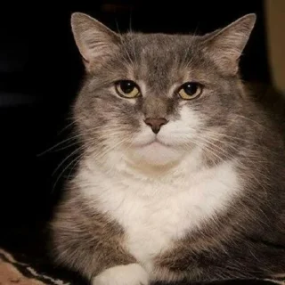 нахтигалька - кошки малого и среднего размера