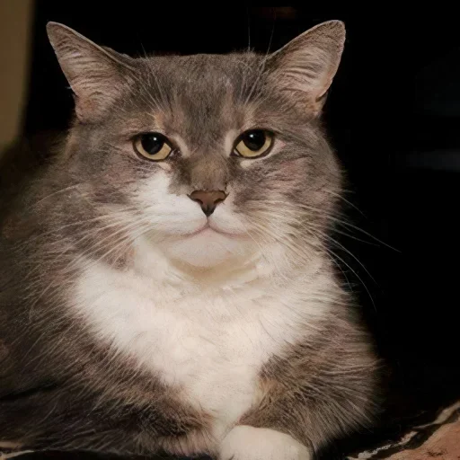 нахтигалька 2 - кошка