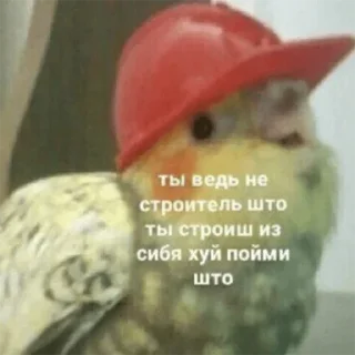 Sticker Gold edition 🌟 - 1