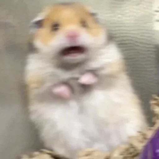 Sticker Gold edition 🌟 - 4