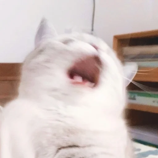 animal indoor mammal