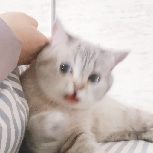 cat domestic cat small to medium-sized cats