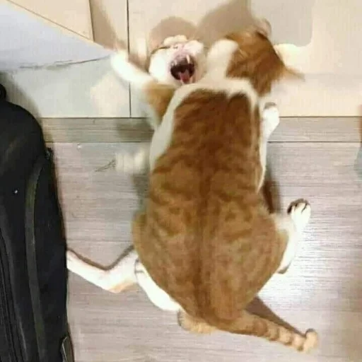 Sticker котики - 11