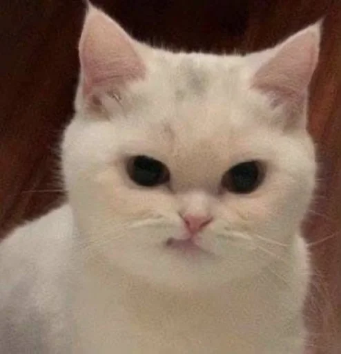 Sticker котики - 10