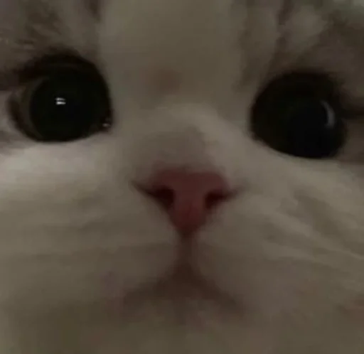 Sticker котики - 4