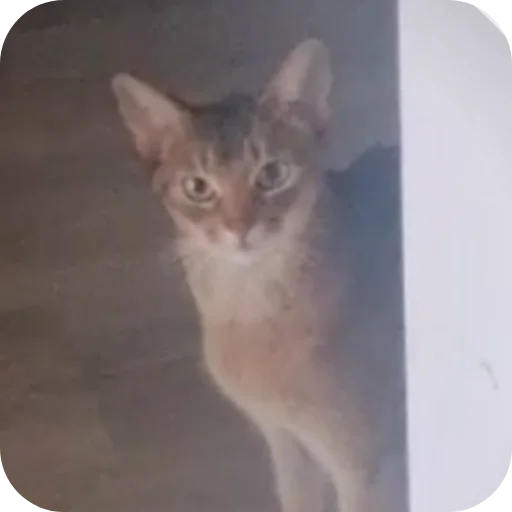 Стикер nammalo - 1