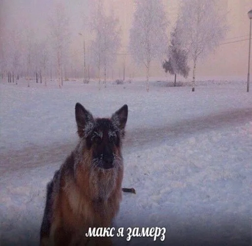 animal outdoor winter