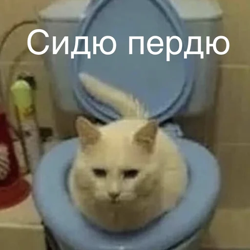 животное кошки малого и среднего размера комнатный