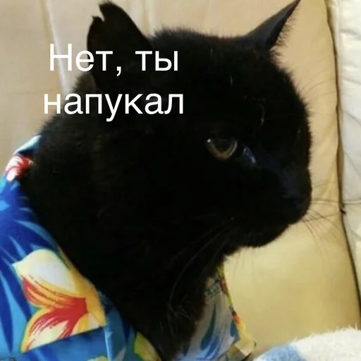 small to medium-sized cats felidae black cat