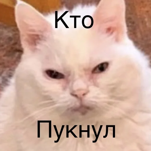 mammal animal domestic cat