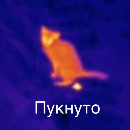 animal screenshot cat