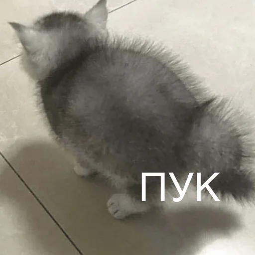 animal mammal domestic cat