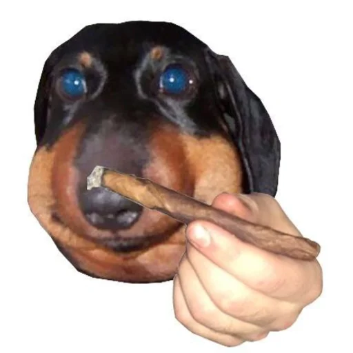 порода собак собака животное