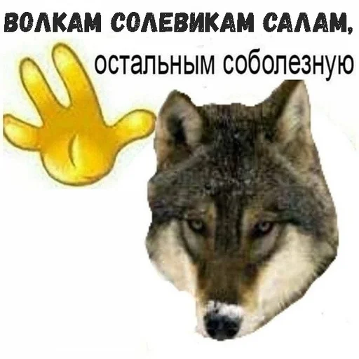 СМС млекопитающее животное