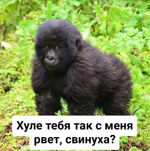 млекопитающее животное на открытом воздухе