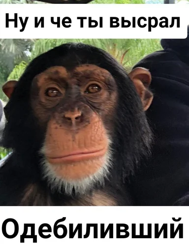 животное млекопитающее примат