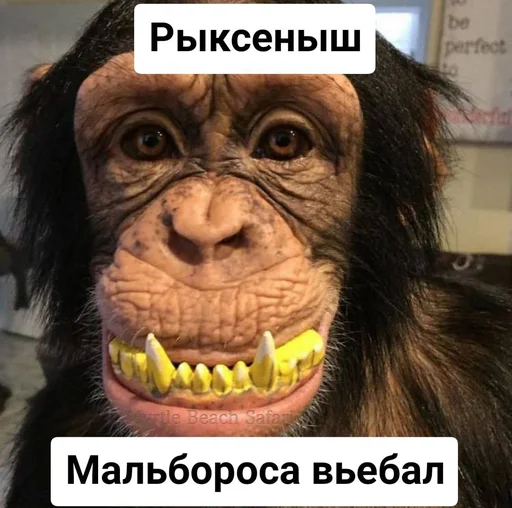 млекопитающее животное обезьяна