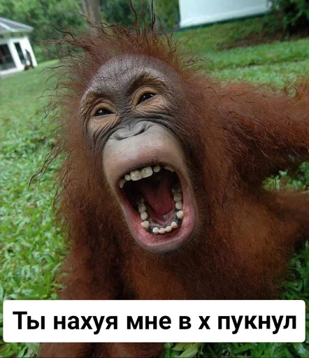 млекопитающее животное на открытом воздухе