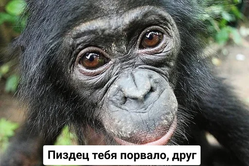 животное млекопитающее примат