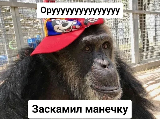 животное млекопитающее мех