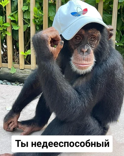 млекопитающее животное примат