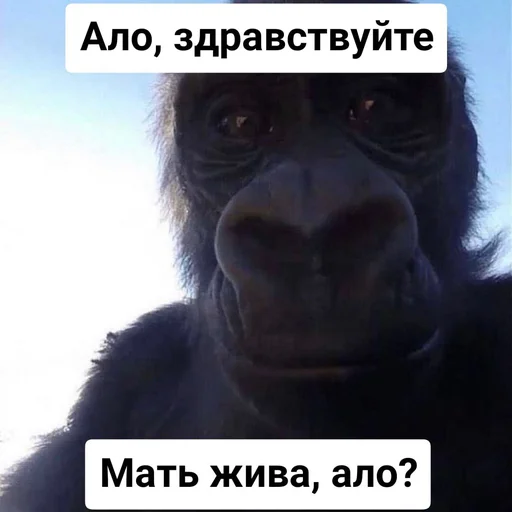 животное млекопитающее примат