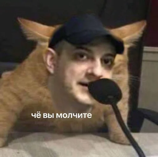 indoor cat small to medium-sized cats