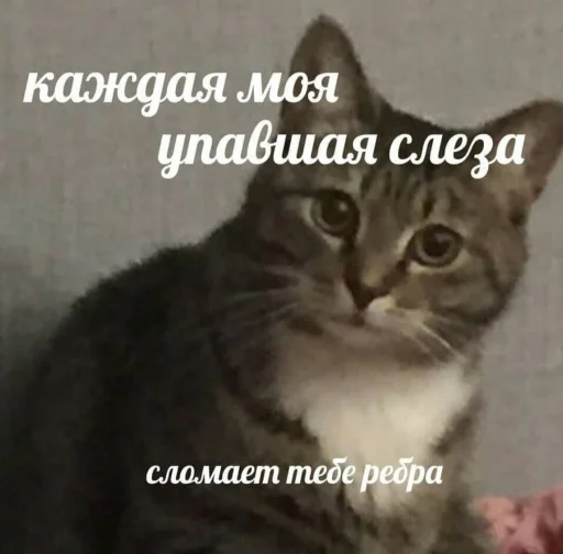 животное млекопитающее кошка