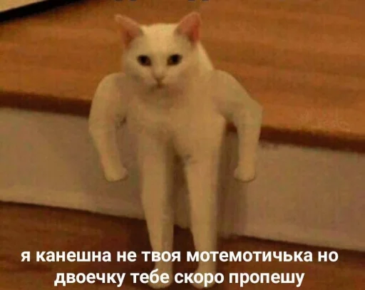 млекопитающее животное домашняя кошка