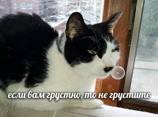 кошки малого и среднего размера окно кошка