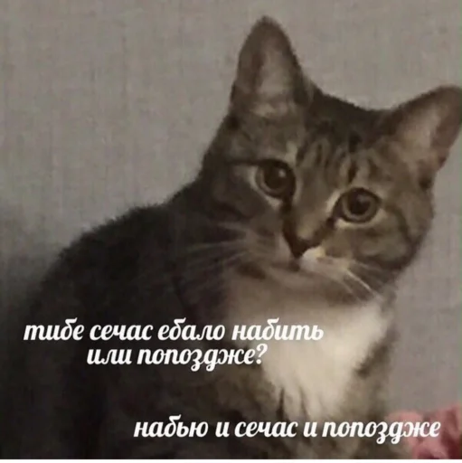 животное млекопитающее кошка