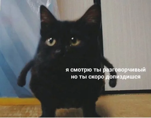 кошка животное домашняя кошка