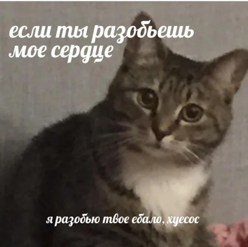 животное млекопитающее кошка